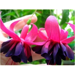 Nasiona Fuksja fioletowo-różowa szt.5 Nxx109