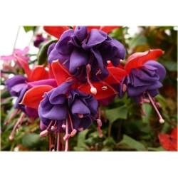 Nasiona Fuksja fioletowo-różowa szt.5 Nxx109