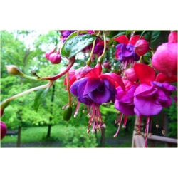 Nasiona Fuksja fioletowo-różowa szt.5 Nxx109