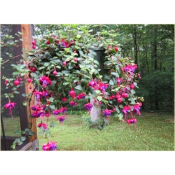 Nasiona Fuksja fioletowo-różowa szt.5 Nxx109