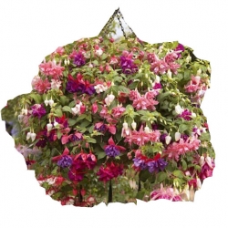 Nasiona Fuksja różne kolory mix szt.5 N571