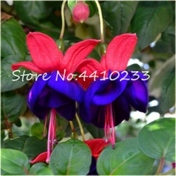 Nasiona Fuksja różne kolory mix szt.5 Nxx571