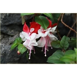 Nasiona Fuksja różne kolory mix szt.5 Nxx571