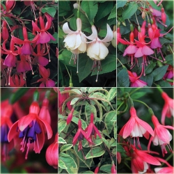 Nasiona Fuksja różne kolory mix szt.5 Nxx571