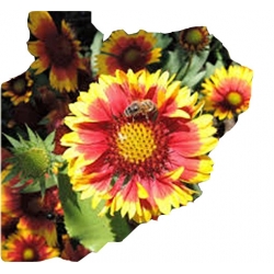 Nasiona Gailardia dzianwa aster szt.5 N481