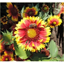 Nasiona Gailardia dzianwa aster szt.5 Nxx481