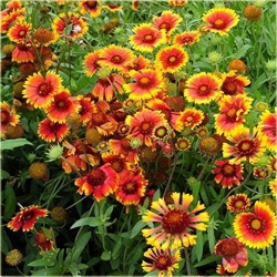 Nasiona Gailardia dzianwa aster szt.5 Nxx481