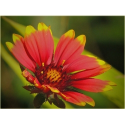 Nasiona Gailardia dzianwa aster szt.5 Nxx481