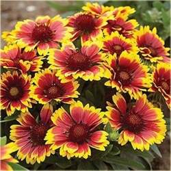 Nasiona Gailardia dzianwa aster szt.5 Nxx481