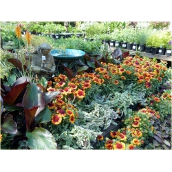 Nasiona Gailardia dzianwa aster szt.5 Nxx481