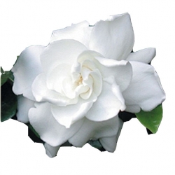 Nasiona Gardenia jaśminowata szt.5 N451