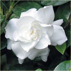 Nasiona Gardenia jaśminowata szt.5 Nxx451