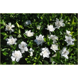 Nasiona Gardenia jaśminowata szt.5 Nxx451