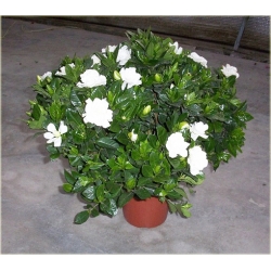 Nasiona Gardenia jaśminowata szt.5 Nxx451