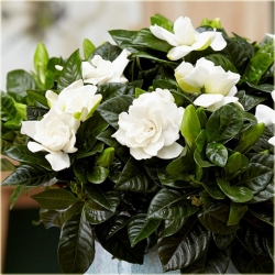 Nasiona Gardenia jaśminowata szt.5 Nxx451