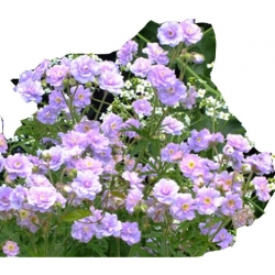 Nasiona Geranium Hardy Lato szt.5 N84