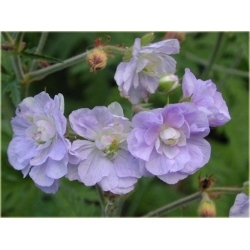 Nasiona Geranium Hardy Lato szt.5 Nxx84