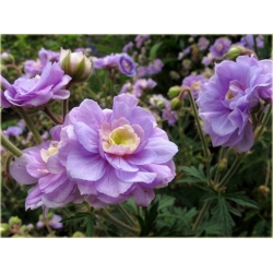 Nasiona Geranium Hardy Lato szt.5 Nxx84