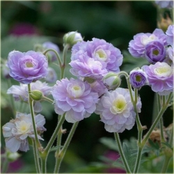 Nasiona Geranium Hardy Lato szt.5 Nxx84