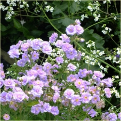 Nasiona Geranium Hardy Lato szt.5 Nxx84