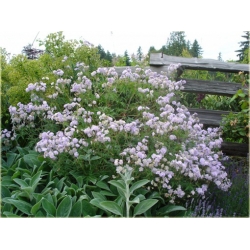 Nasiona Geranium Hardy Lato szt.5 Nxx84