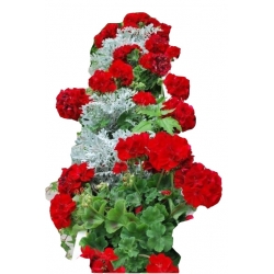 Nasiona Geranium krwistoczerwone szt.5 N468