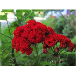 Nasiona Geranium krwistoczerwone szt.5 Nxx468