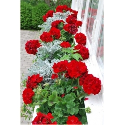 Nasiona Geranium krwistoczerwone szt.5 Nxx468