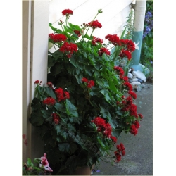 Nasiona Geranium krwistoczerwone szt.5 Nxx468