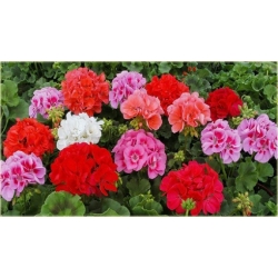 Nasiona Geranium krwistoczerwone szt.5 Nxx468