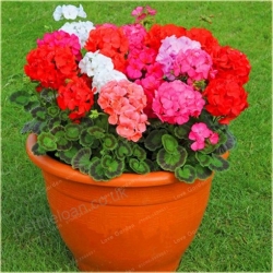Nasiona Geranium krwistoczerwone szt.5 Nxx468