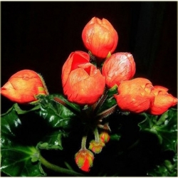 Nasiona Geranium pomarańczowe szt.5 Nxx470