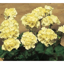 Nasiona Bodziszek pełny żółty Geranium seeds yellow