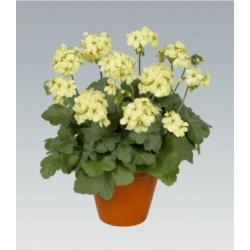 Nasiona Bodziszek pełny żółty Geranium seeds yellow