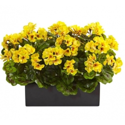 Nasiona Bodziszek pełny żółty Geranium seeds yellow