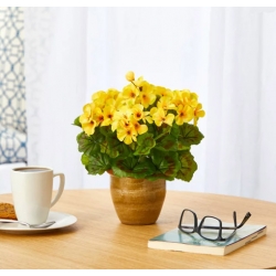 Nasiona Bodziszek pełny żółty Geranium seeds yellow