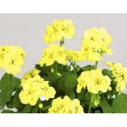 Nasiona Bodziszek pełny żółty Geranium seeds yellow