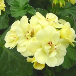 Nasiona Bodziszek pełny żółty Geranium seeds yellow