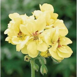 Nasiona Bodziszek pełny żółty Geranium seeds yellow