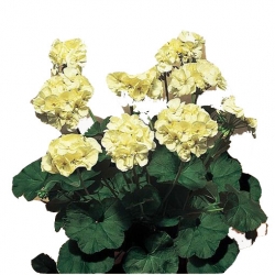 Nasiona Geranium żółte kanarkowe szt.5 N469