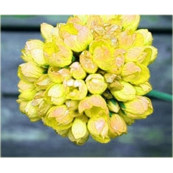 Nasiona Geranium żółte kanarkowe szt.5 Nxx469