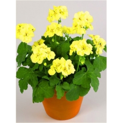 Nasiona Geranium żółte kanarkowe szt.5 Nxx469