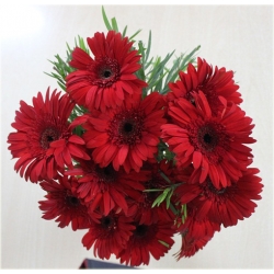 Nasiona Gerbera czerwona afryka szt.10 Nxx482