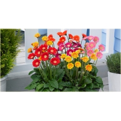 Nasiona Gerbera czerwona afryka szt.10 Nxx482