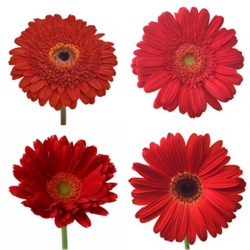 Nasiona Gerbera czerwona afryka szt.10 Nxx482