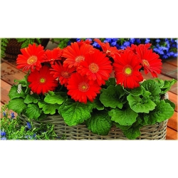 Nasiona Gerbera czerwona afryka szt.10 Nxx482