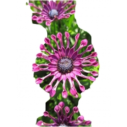 Nasiona Gerbera lila róż 10 szt.10 N222