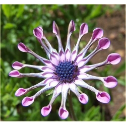 Nasiona Gerbera lila róż 10 szt.10 Nxx222