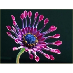 Nasiona Gerbera lila róż 10 szt.10 Nxx222