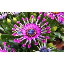 Nasiona Gerbera lila róż 10 szt.10 Nxx222